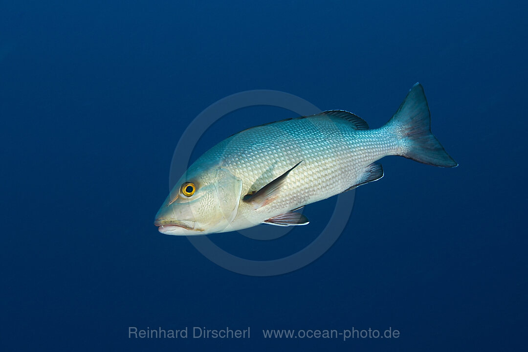 Twin-Spot Snapper