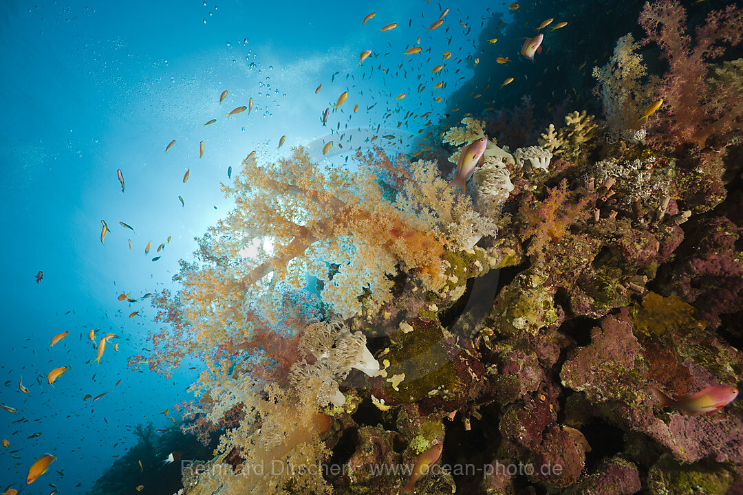Colored Soft Corals