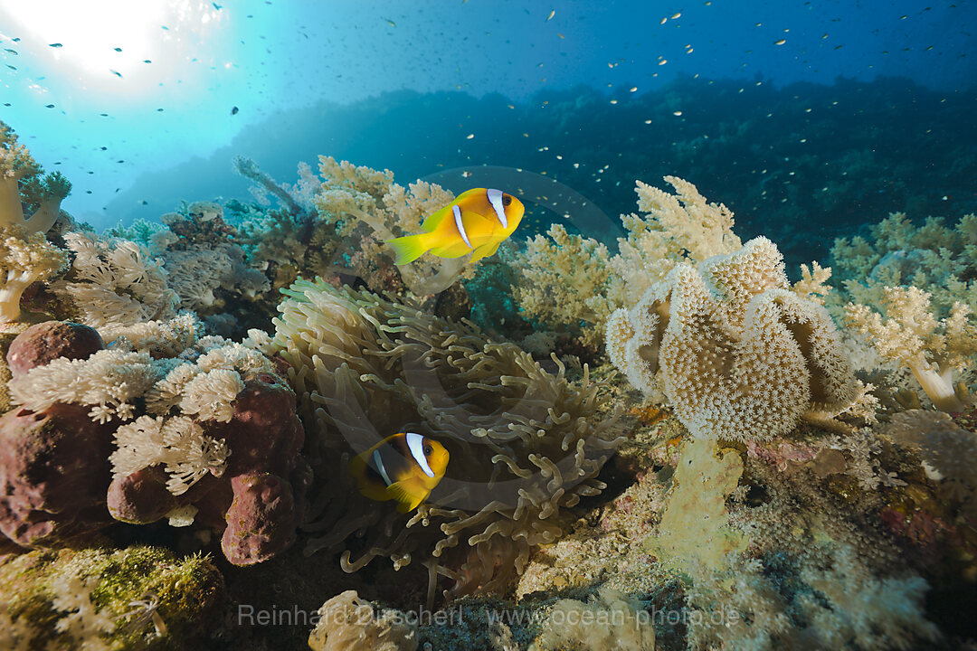 Paar Rotmeer-Anemonenfisch, Amphiprion bicinctus, St. Johns Riffe, Rotes Meer, Aegypten