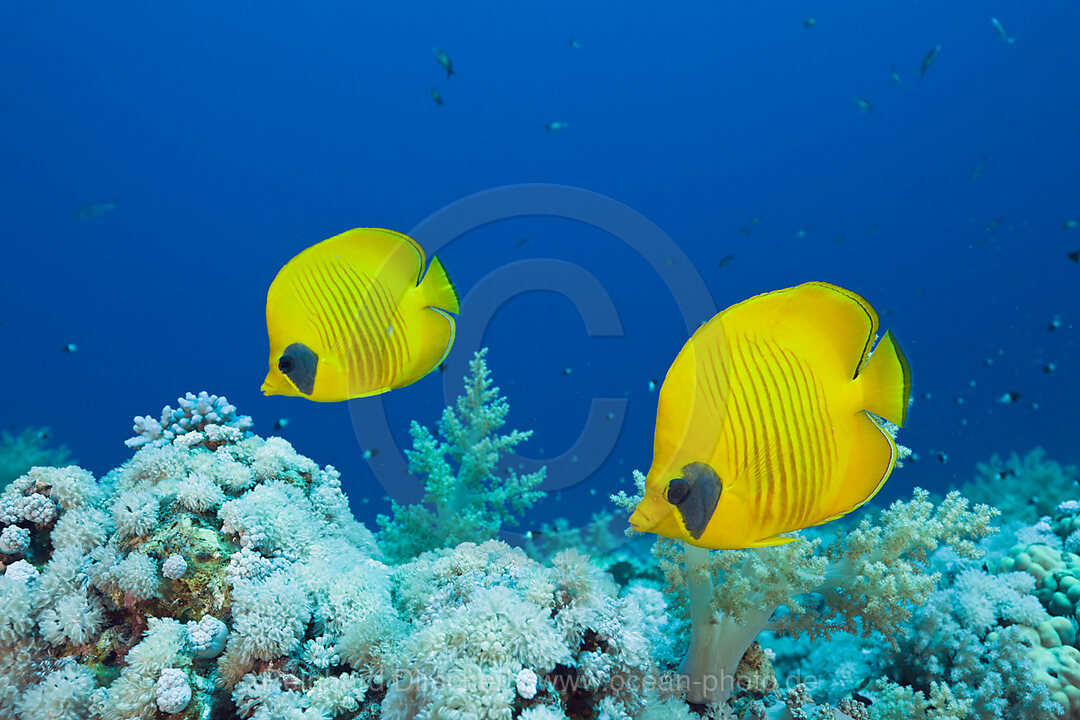 Pair of Masked Butterflyfish