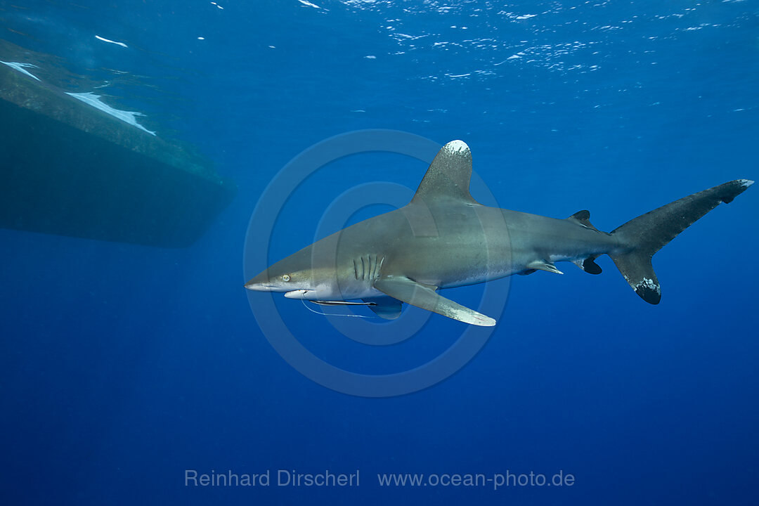 Oceanic Whitetip Shark