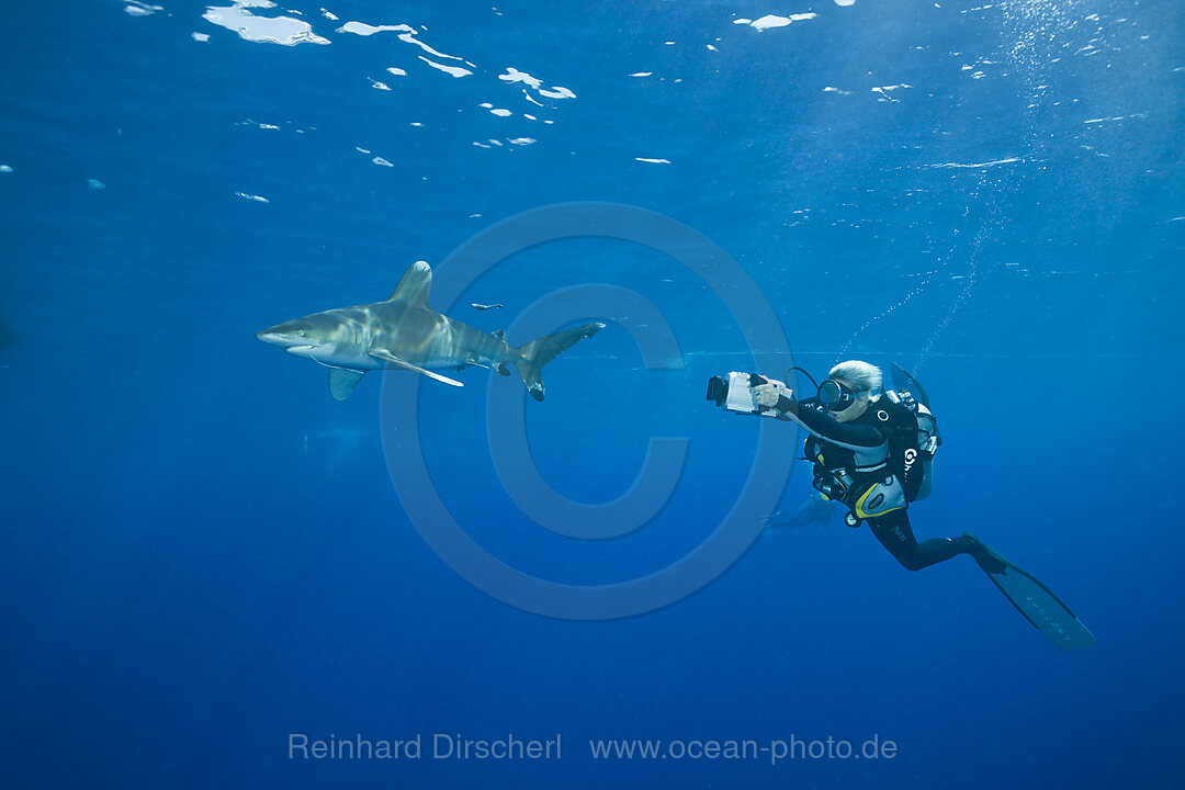 Oceanic Whitetip Shark