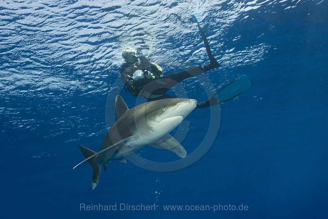 Oceanic Whitetip Shark