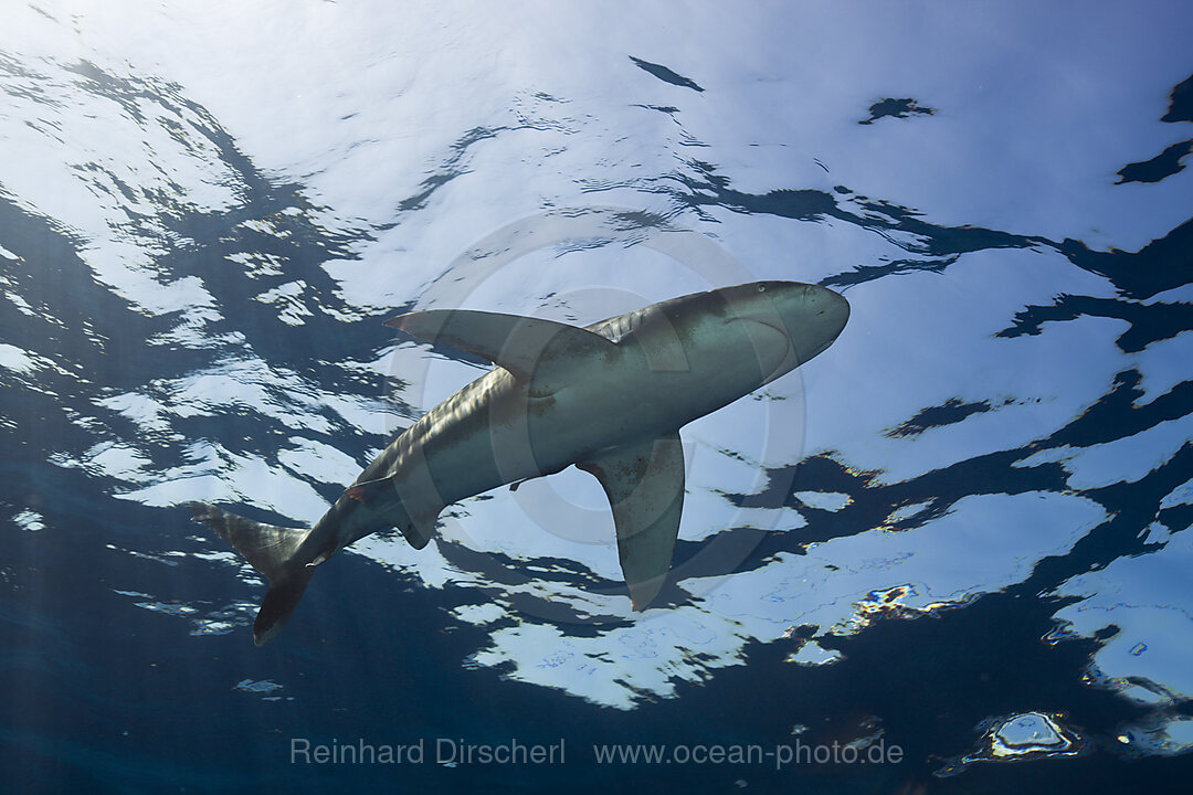 Oceanic Whitetip Shark, Carcharhinus longimanus, Brother Islands, Red Sea, Egypt