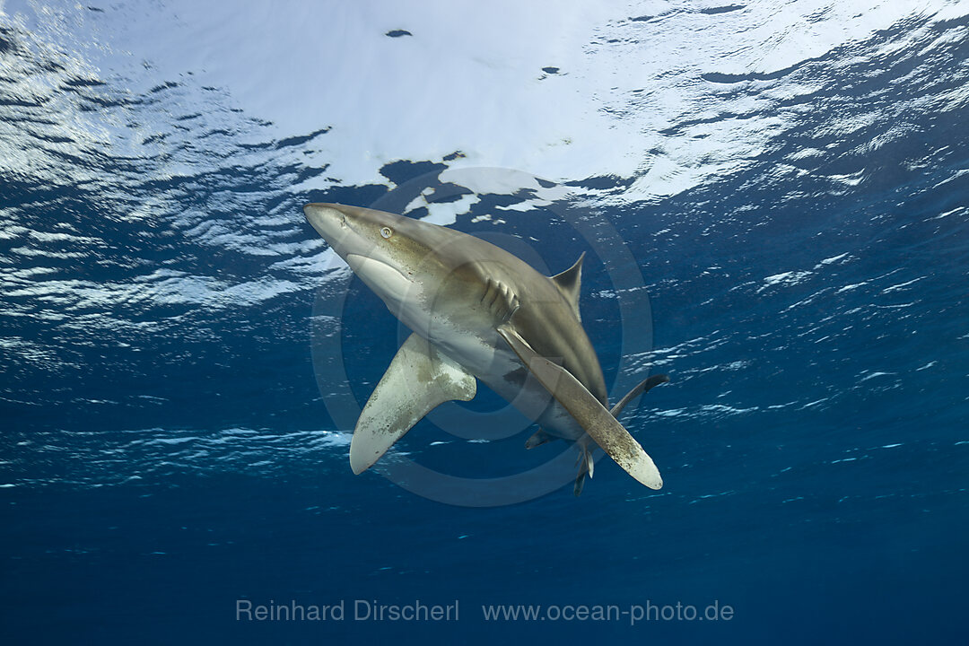 Oceanic Whitetip Shark