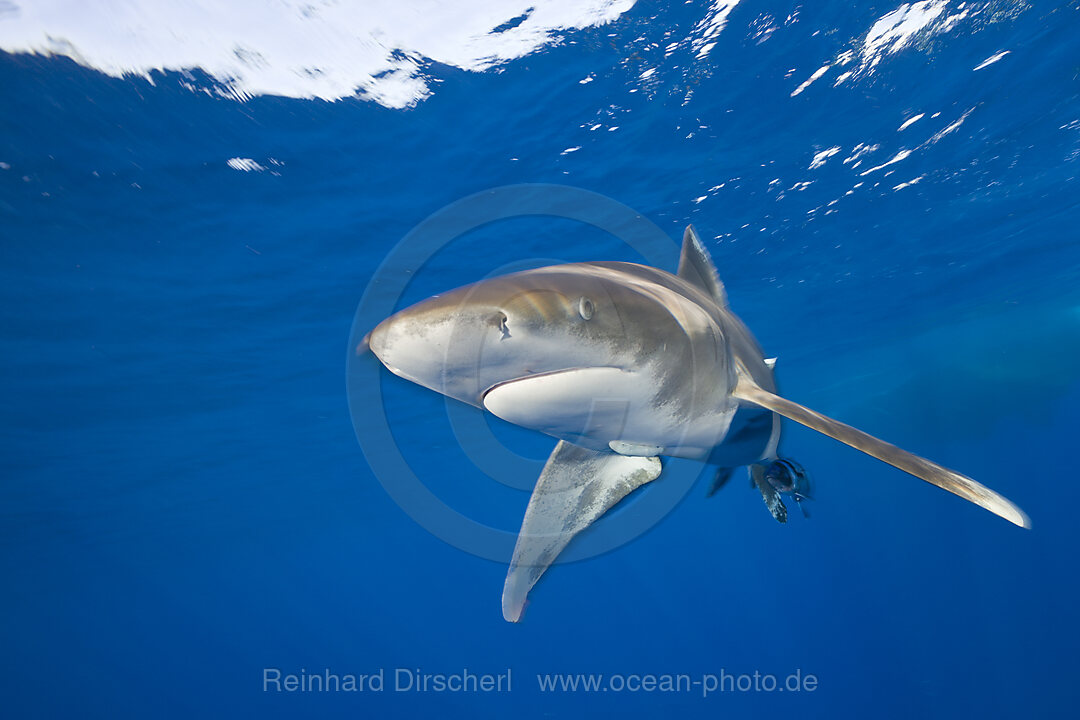 Oceanic Whitetip Shark