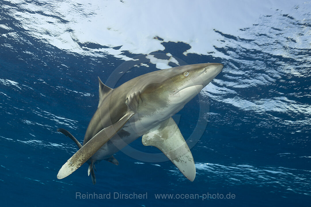 Oceanic Whitetip Shark, Carcharhinus longimanus, Brother Islands, Red Sea, Egypt