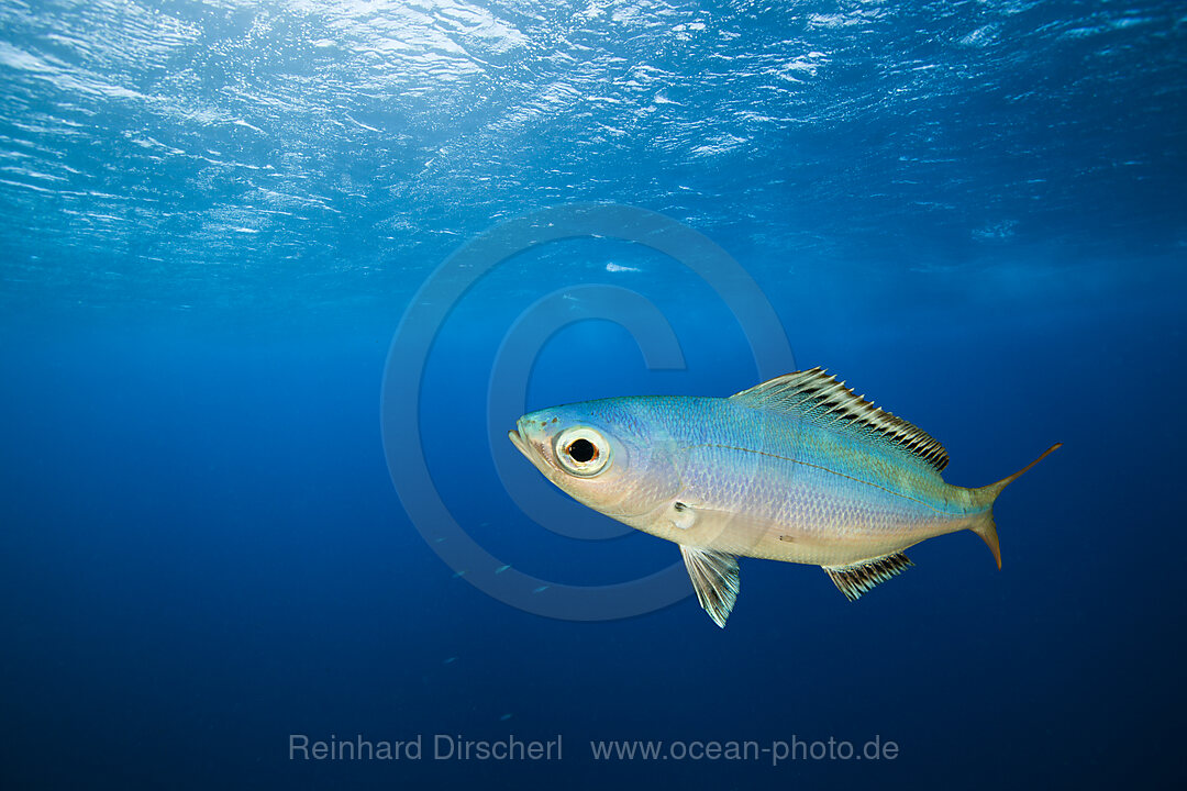 Fusilier in Blue Water