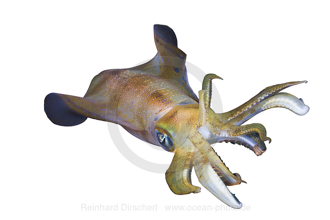 Bigfin Reef Squid