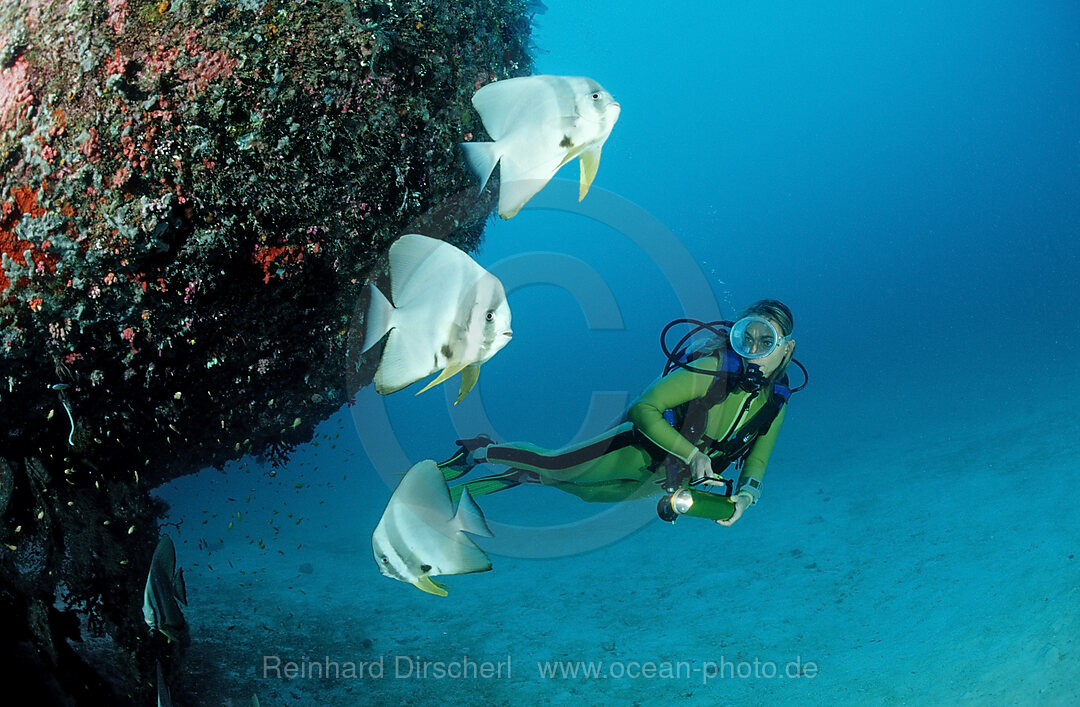 Diver and Batfishes