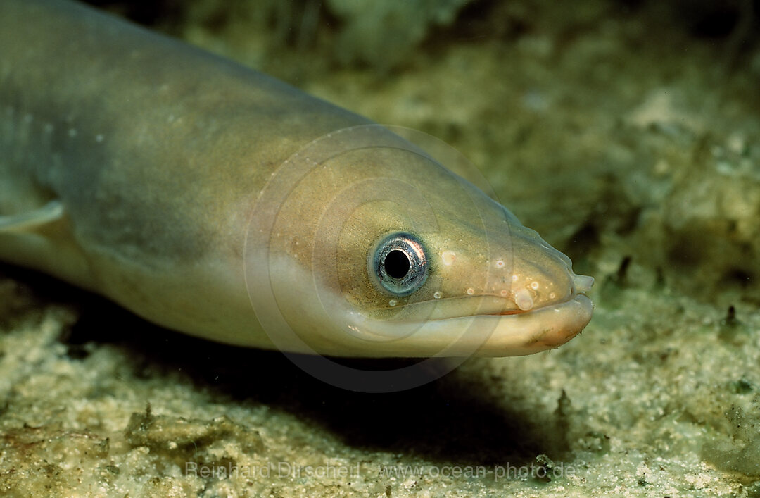 European Eel