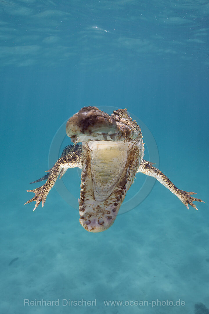 Leistenkrokodil Salzwasserkrokodil, Crocodylus porosus, Queensland, Australien