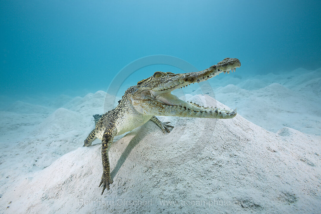 Saltwater Crocodile
