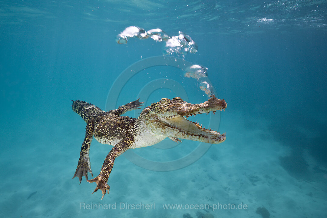 Leistenkrokodil Salzwasserkrokodil, Crocodylus porosus, Queensland, Australien