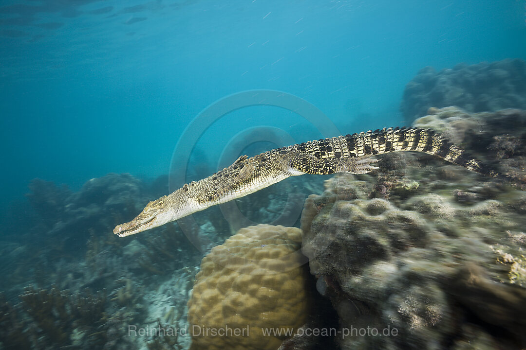 Salzwasserkrokodil Leistenkrokodil, Crocodylus porosus, Queensland, Australien