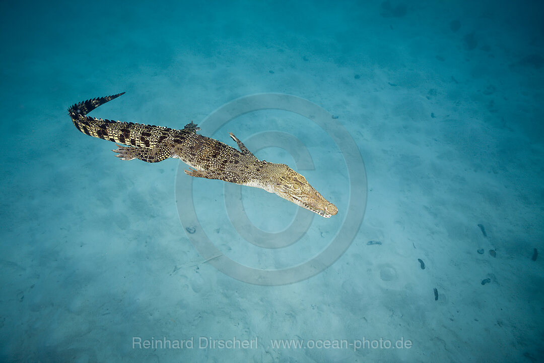 Salzwasserkrokodil Leistenkrokodil, Crocodylus porosus, Queensland, Australien