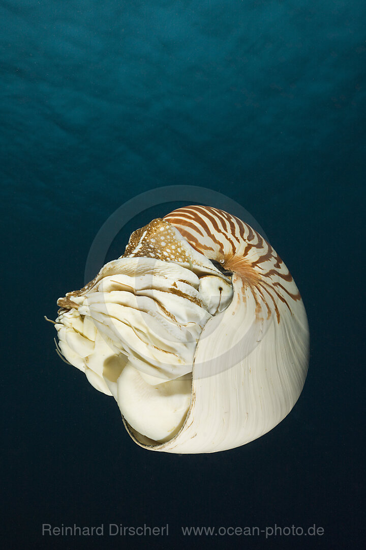 Nautilus