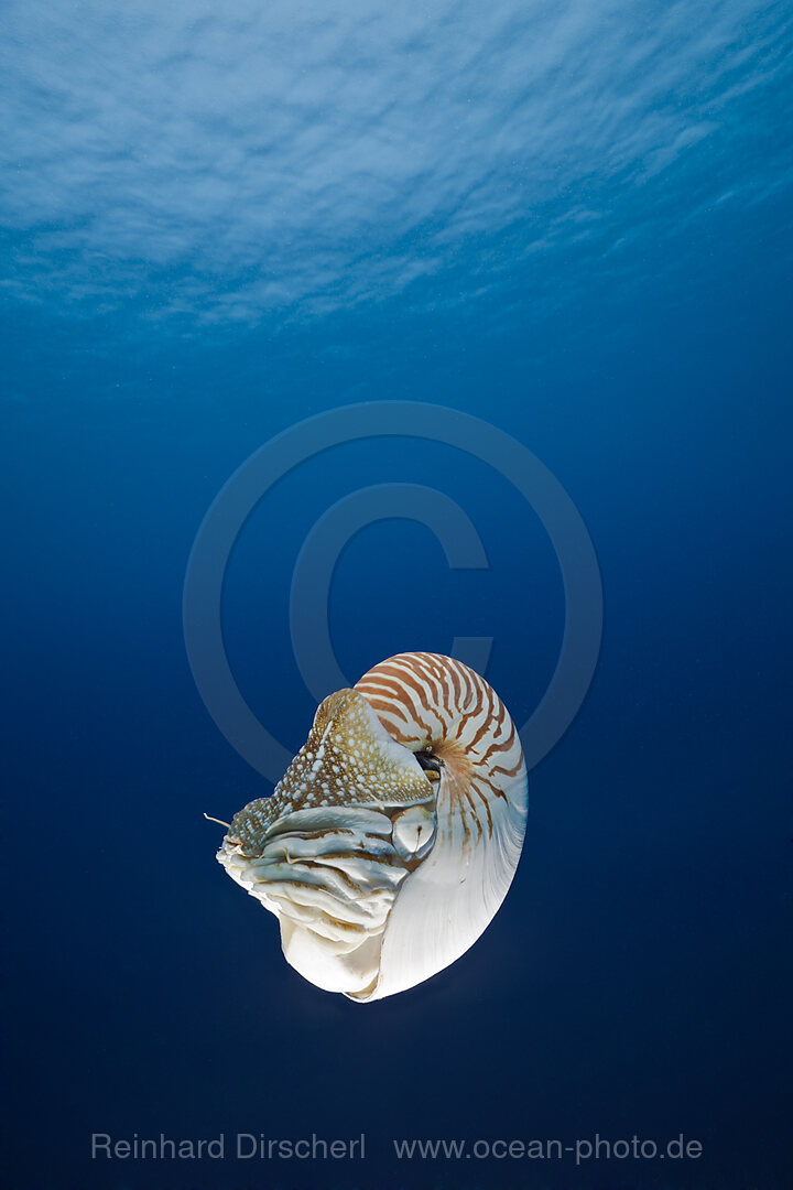 Nautilus
