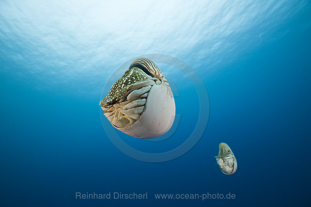 Nautilus Perlboot, Nautilus pompilius, Grosses Barriere Riff, Australien