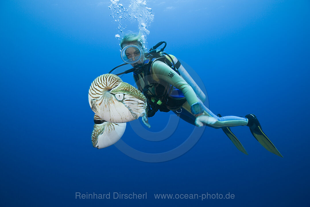 Nautilus and Diver
