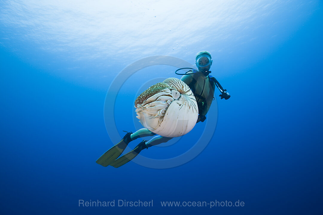 Nautilus and Diver