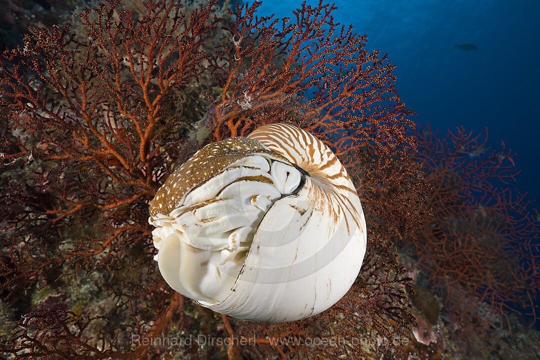 Nautilus