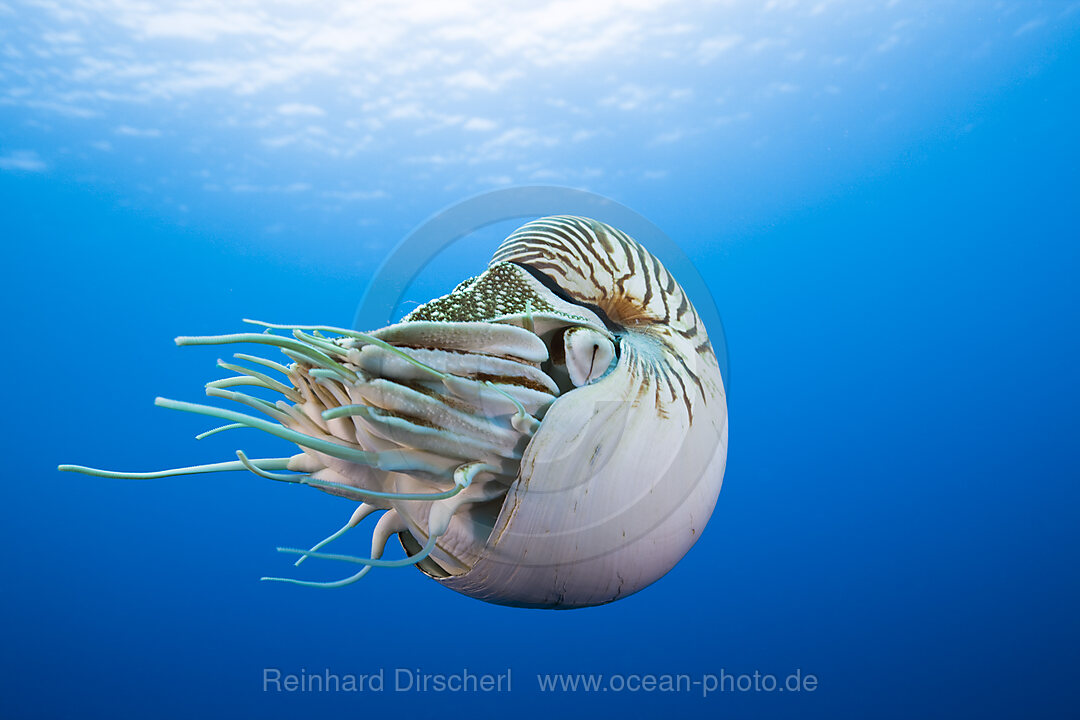 Nautilus