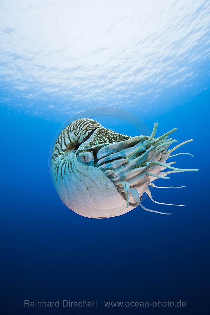 Nautilus