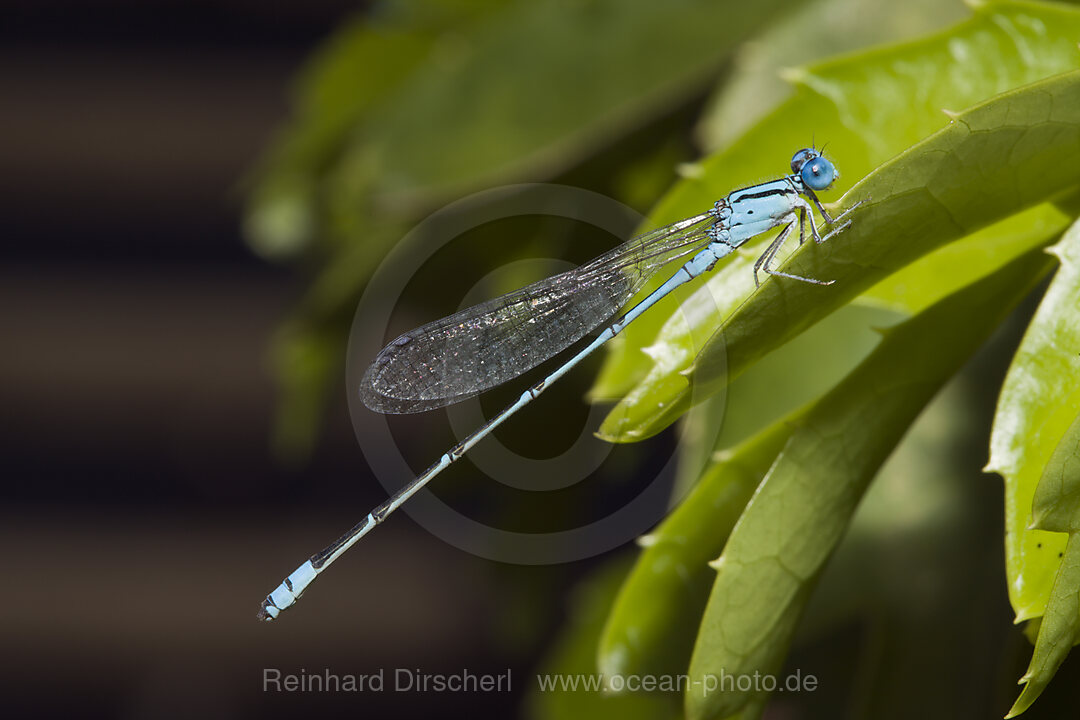 Libelle