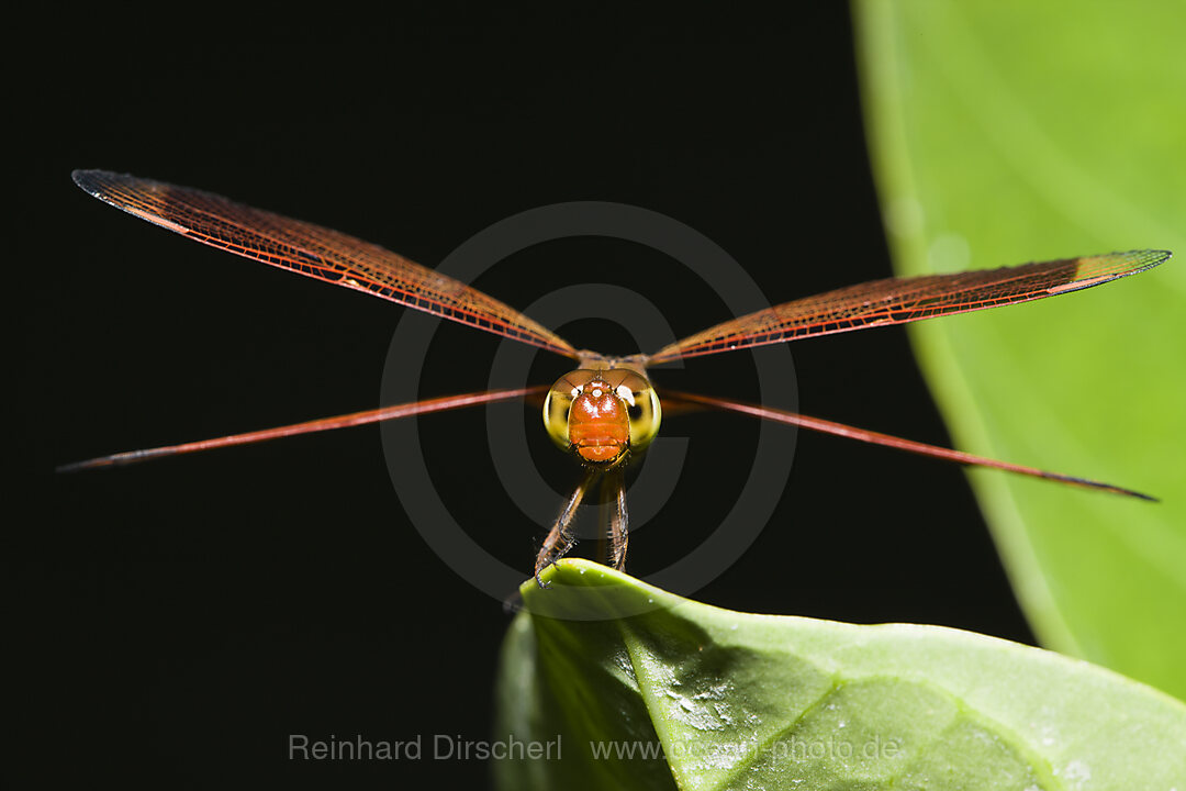Dragonfly