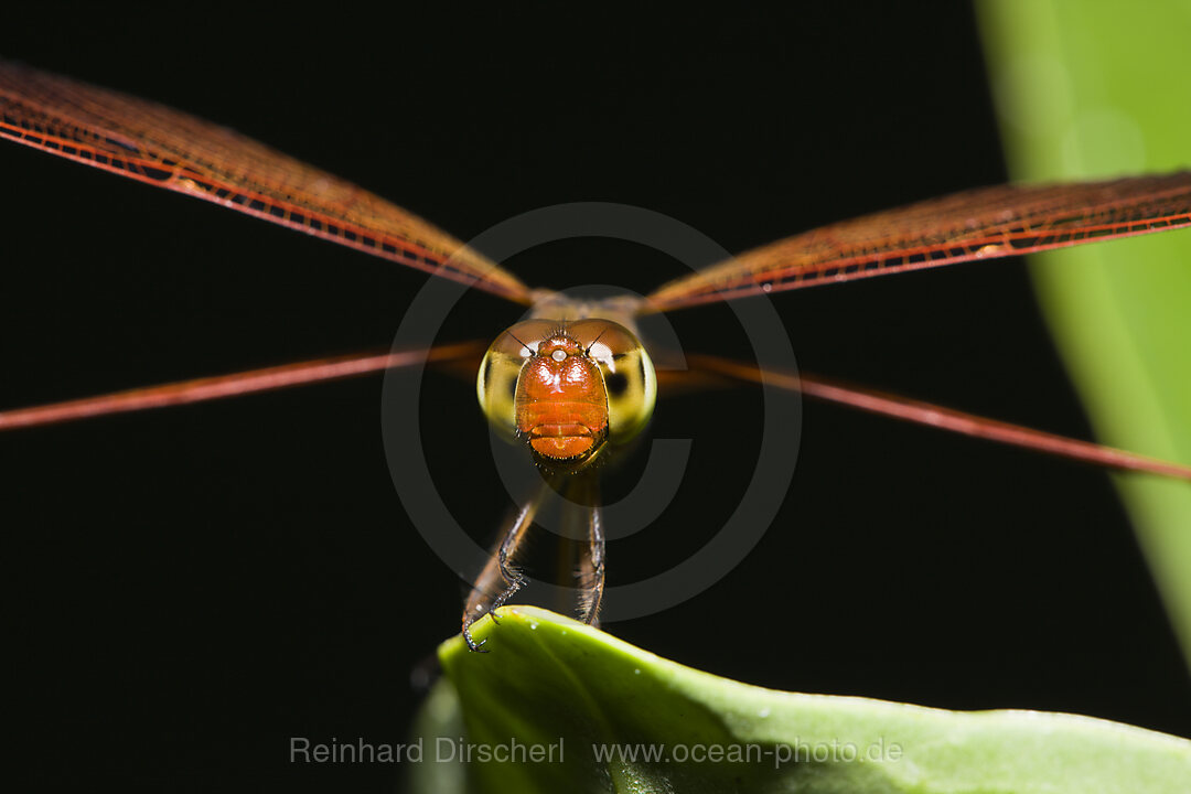 Libelle