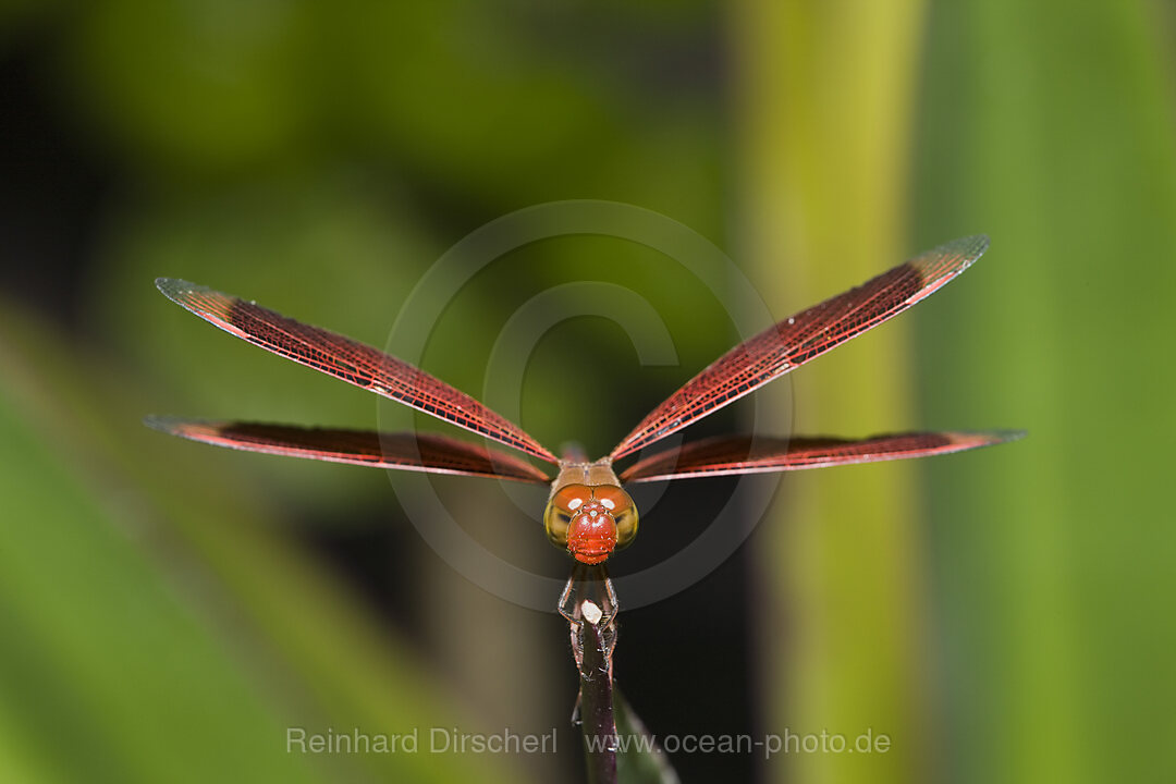 Dragonfly