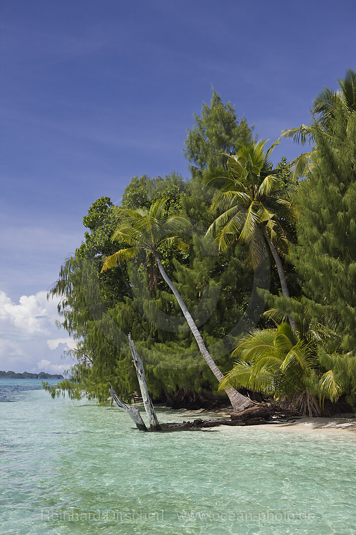 Palmeninsel von Palau, Mikronesien, Palau