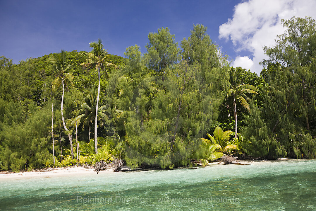 Palm-lined Beach at Palau