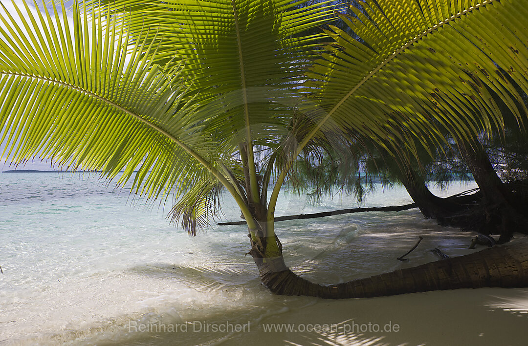 Palm-lined Beach at Palau