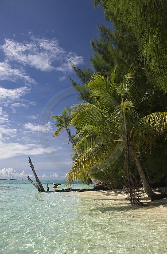 Palm-lined Beach at Palau