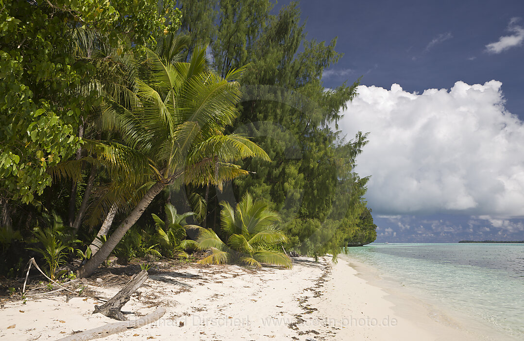 Palm-lined Beach at Palau