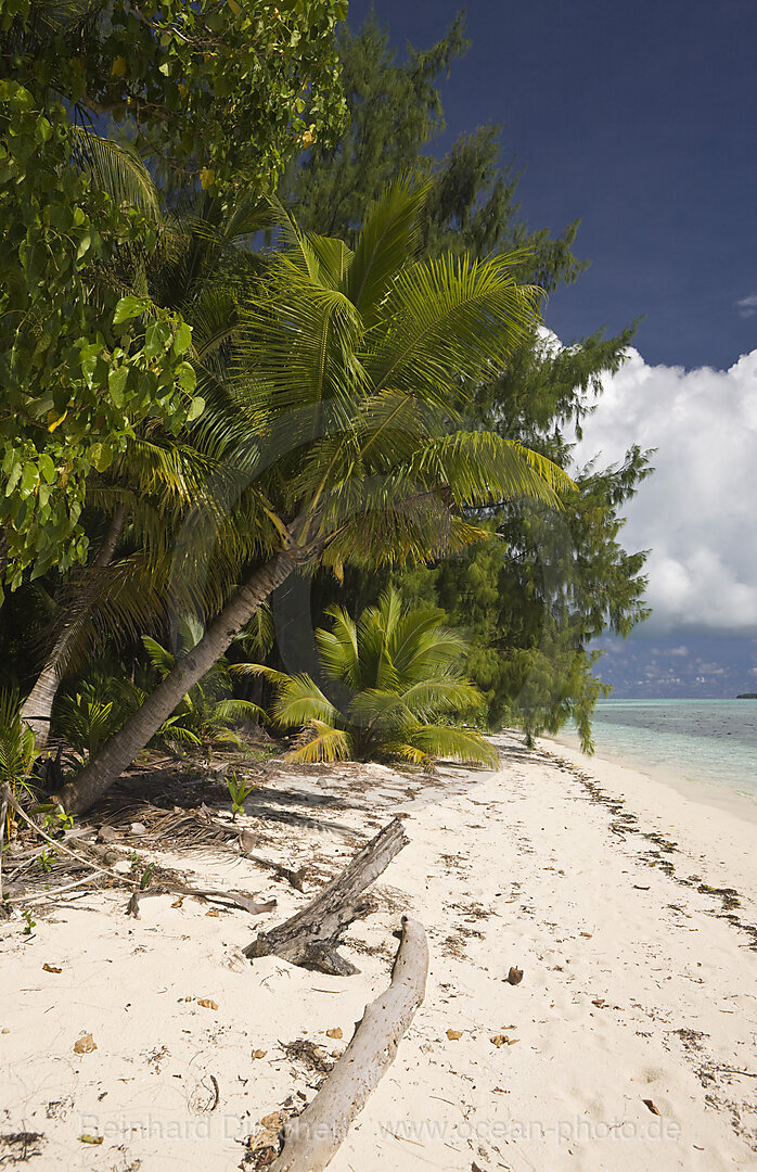 Palm-lined Beach at Palau