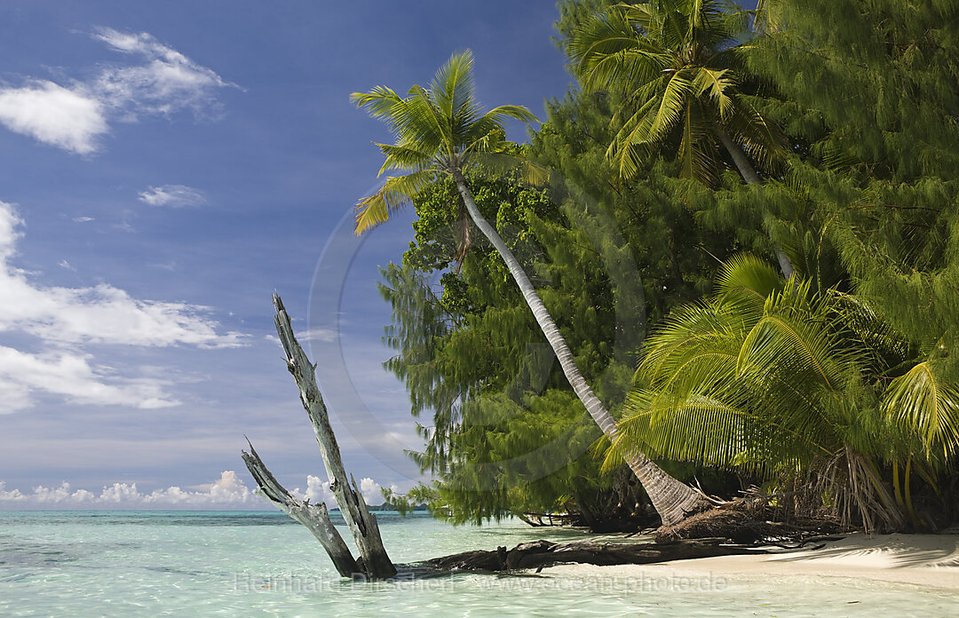 Palm-lined Beach at Palau