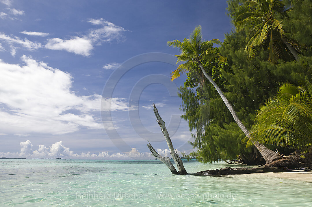 Palm-lined Beach at Palau