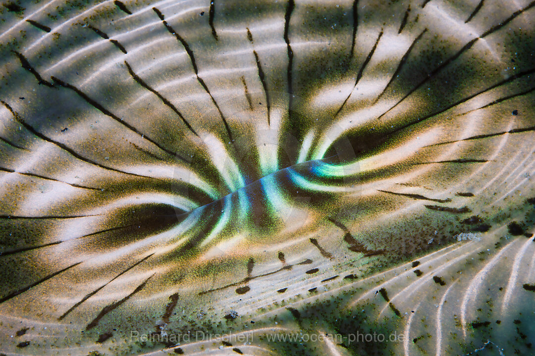 Iridescent Mantle of Giant Clam