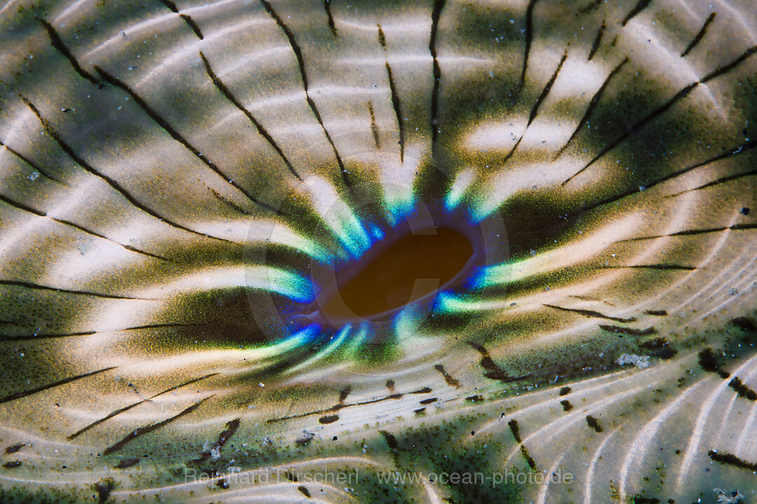 Mantle Pigmentation of Giant Clam
