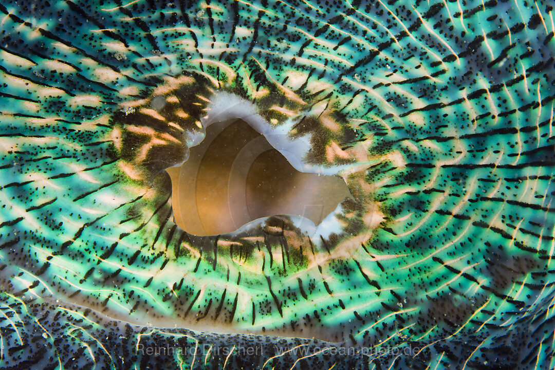 Mantle of Giant Clam