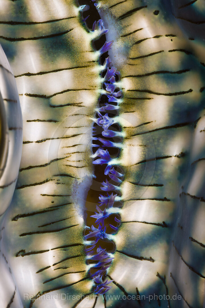 Mantle of Giant Clam