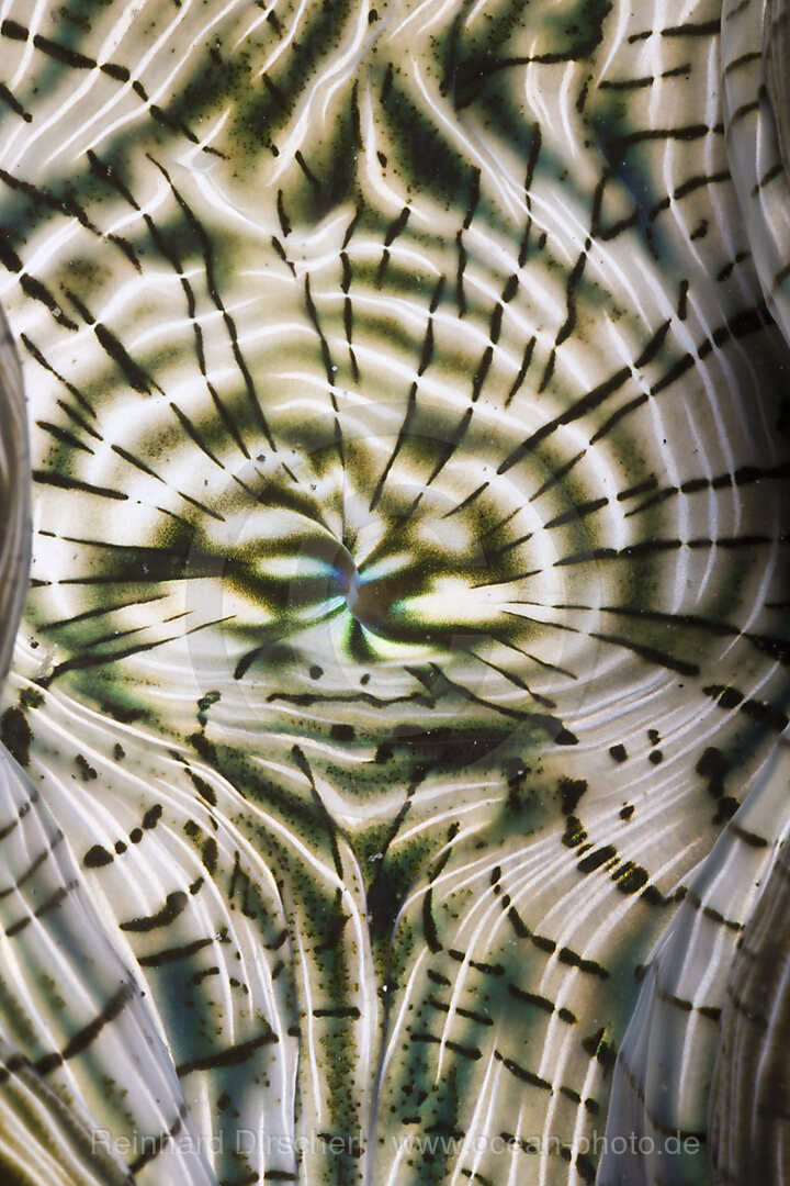 Mantle of Giant Clam