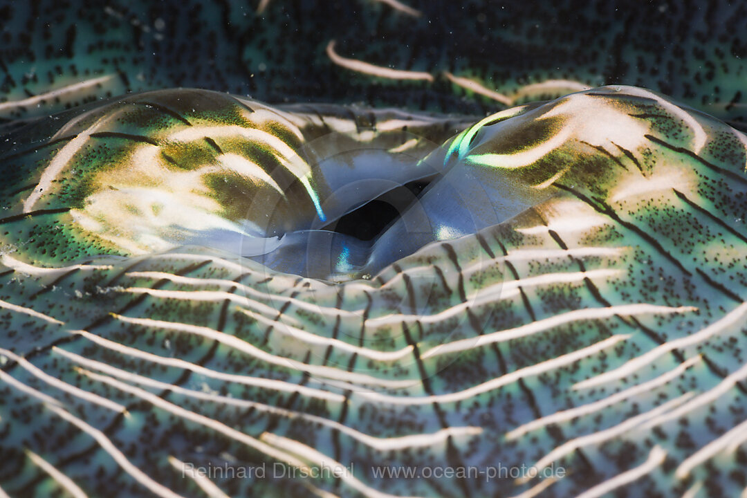 Iridescent Mantle of Giant Clam
