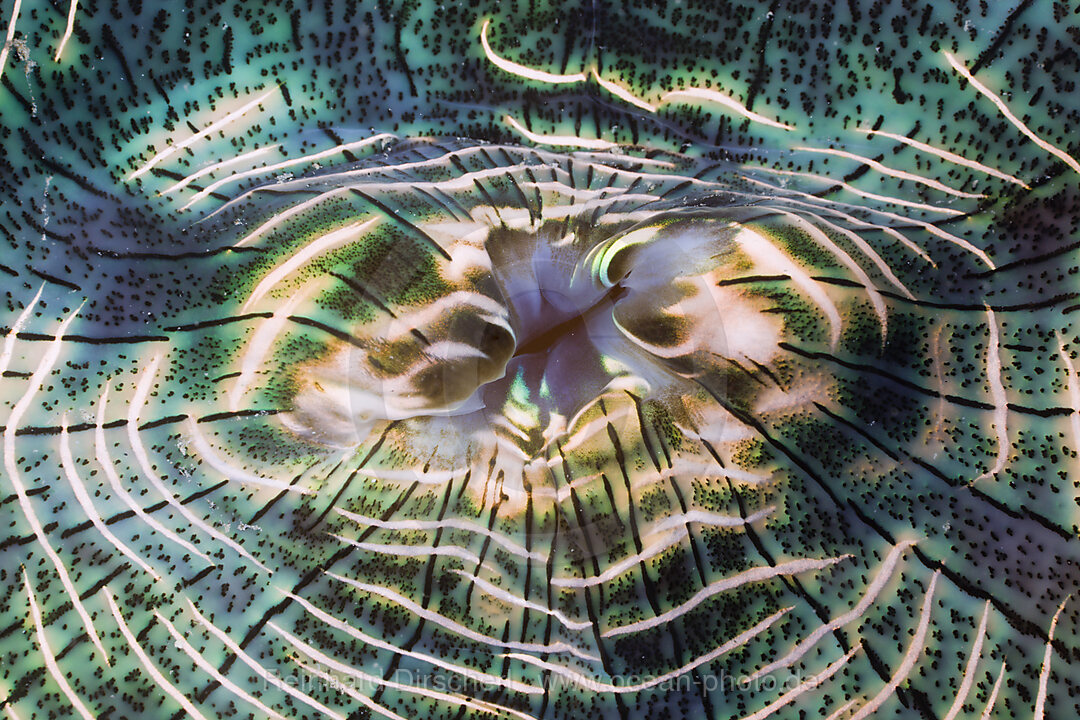 Iridescent Mantle of Giant Clam