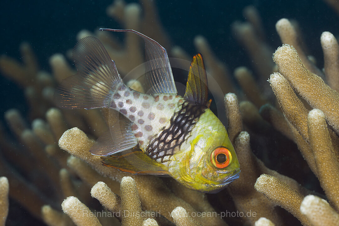 Pyjama Cardinalfish