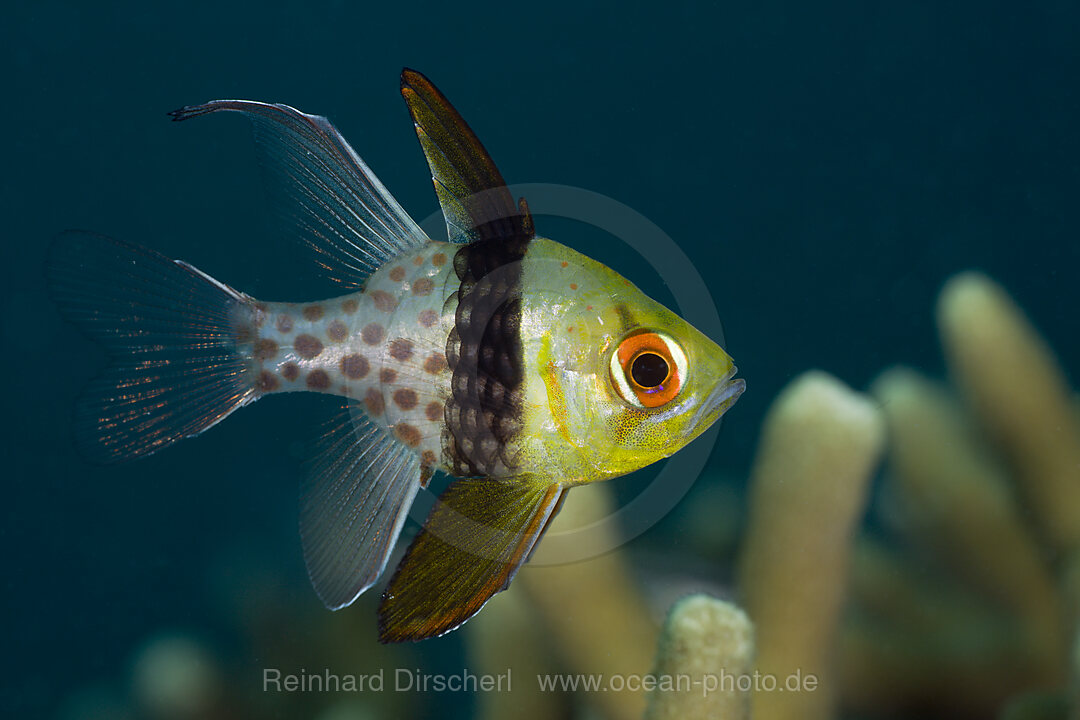 Pyjama Cardinalfish