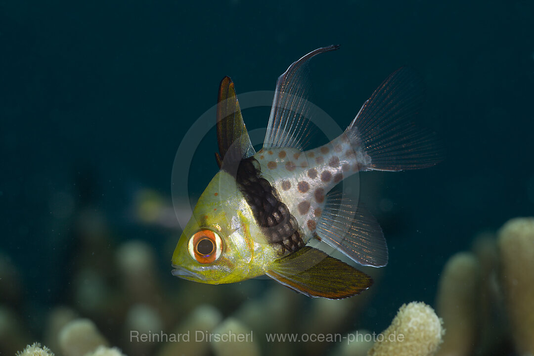 Pyjama Cardinalfish